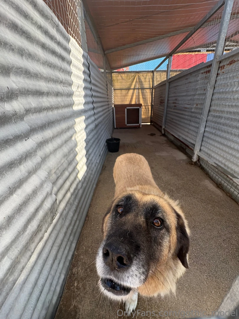 So on my holiday in greece i decided to help out at the local dog part 7 