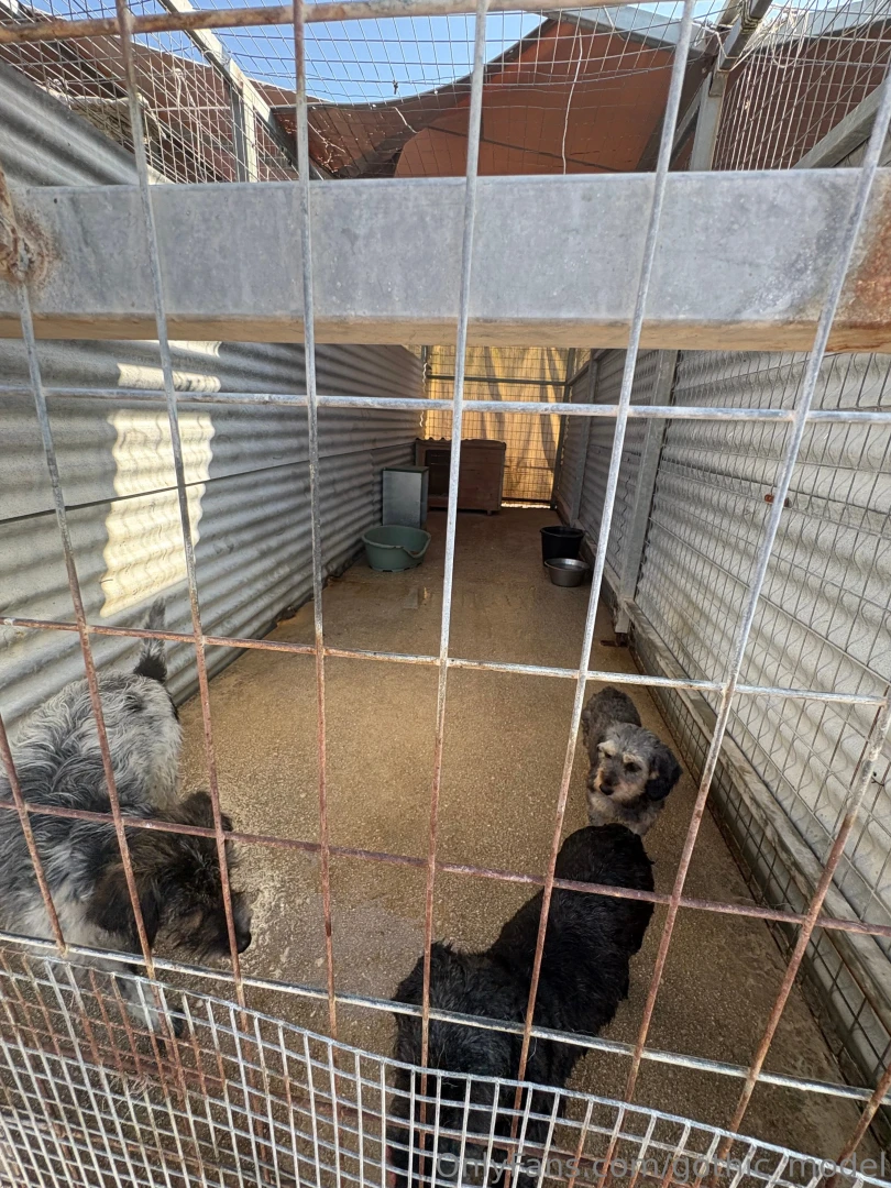 So on my holiday in greece i decided to help out at the local dog part 1 