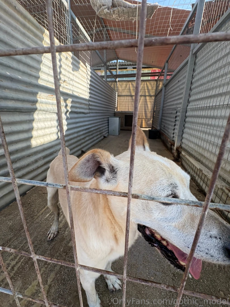 So on my holiday in greece i decided to help out at the local dog part 5 