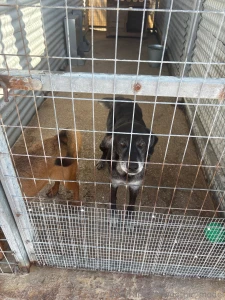 So on my holiday in greece i decided to help out at the local dog part 8