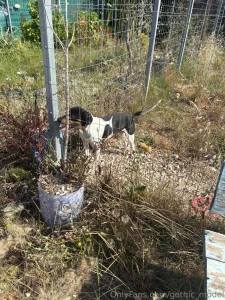 So on my holiday in greece i decided to help out at the local dog part 6