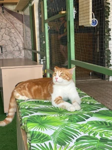 I m always looking after the animals when i m abroad part 4