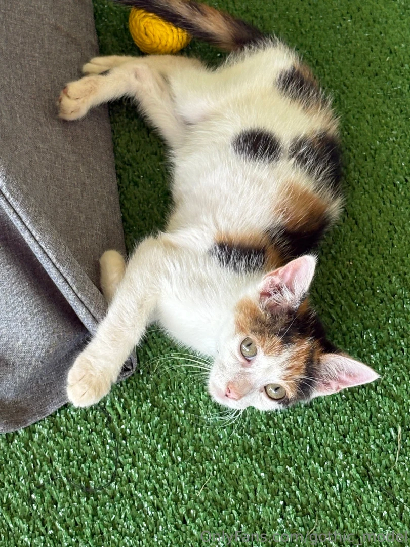 I m always looking after the animals when i m abroad part 1 