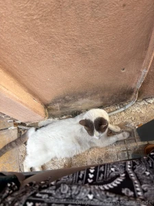 I m always looking after the animals when i m abroad part 3