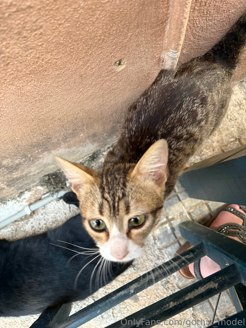 I m always looking after the animals when i m abroad 