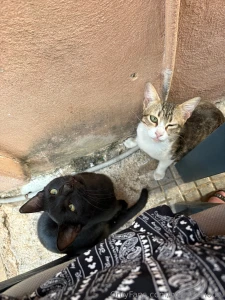 I m always looking after the animals when i m abroad part 2