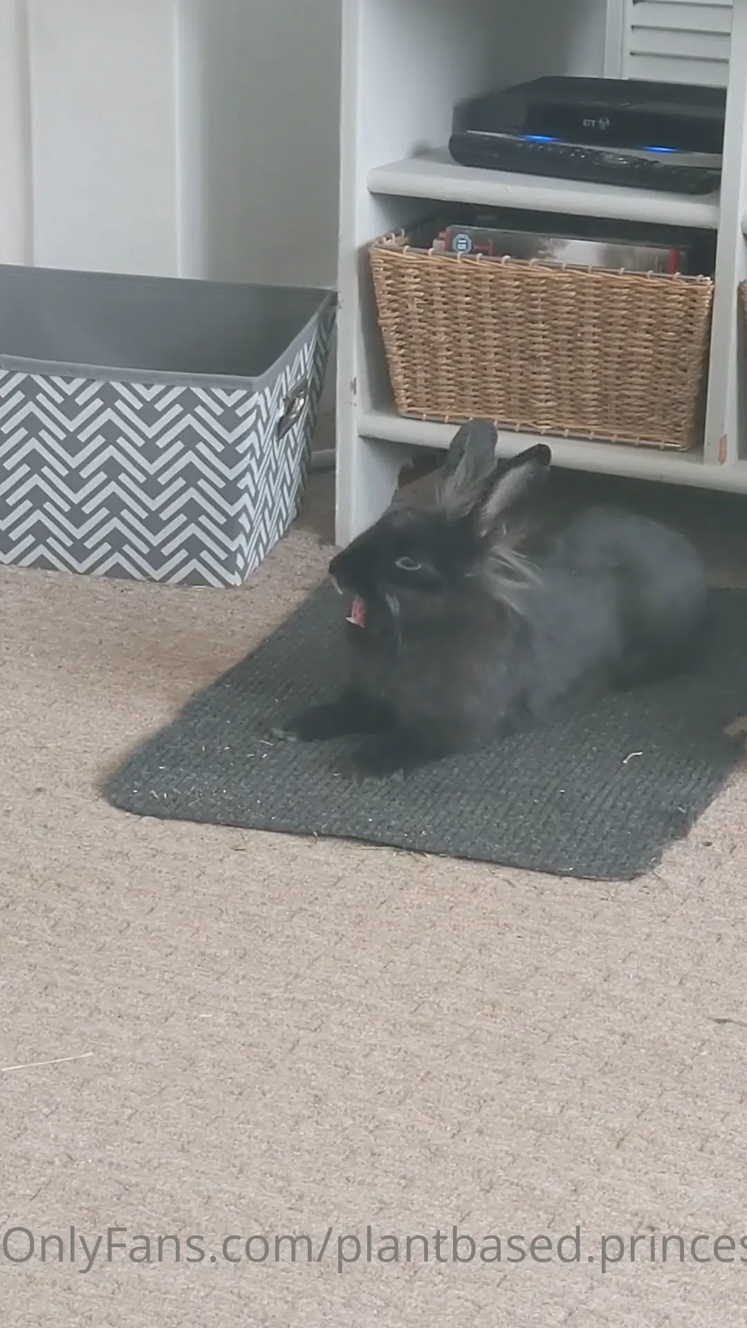 Bunny yawn feeling her inner lion as a lionhead haha bunnymama 