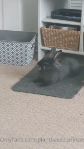 Bunny yawn feeling her inner lion as a lionhead haha bunnymama