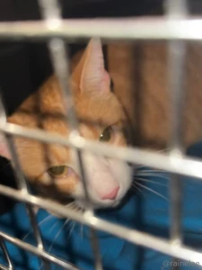 Hiii sorry for the inactivity i rushed my cat to the er today it was part 1