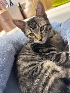 I sincerely apologize for the lack of content lately i m still