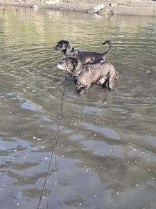 Had a great evening at the river with my boys part 5