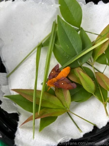 New friend located found him unable to fly so i kept him safe until he