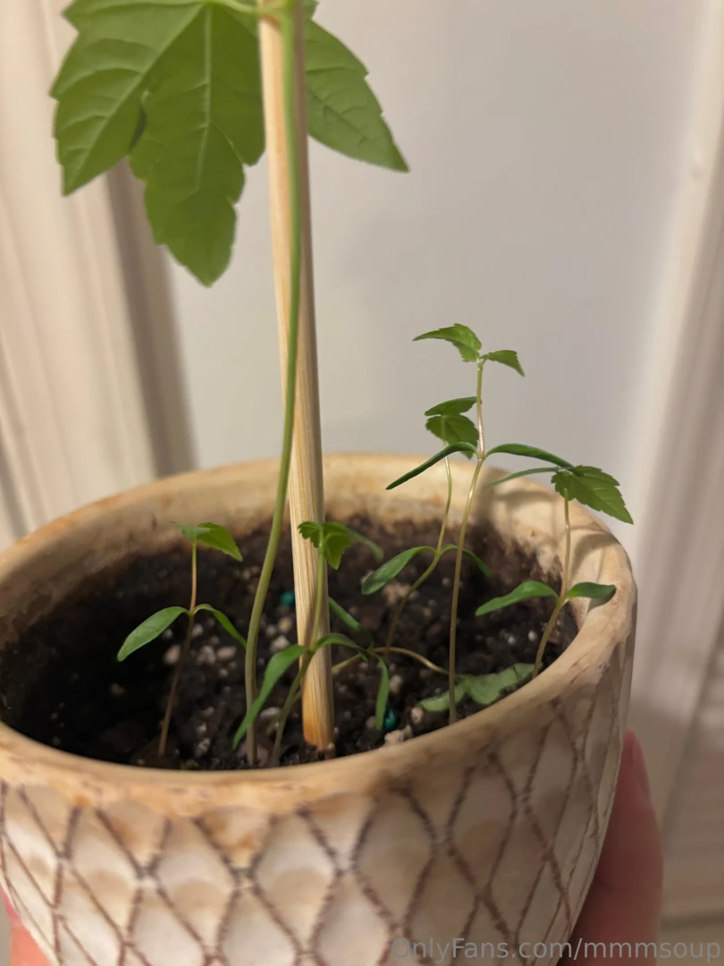 Pov me being confused as to how i planted a single seed but got so part 1 