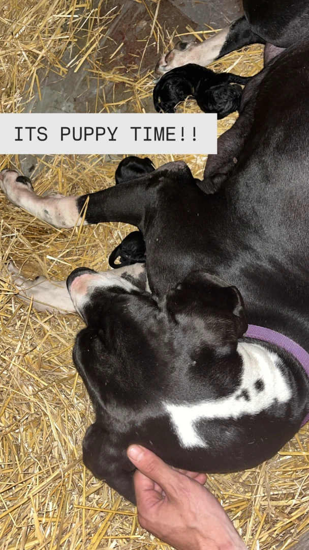 Guys i will be away for a bit while i nurse these pups and make sure 