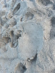 My thick ass enjoying the beach today wanna take me for a meal part 3