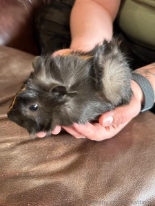 New pigs part 1