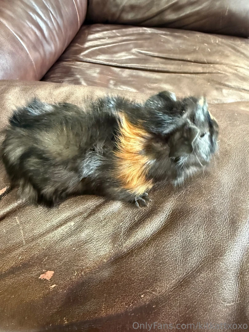 New pigs part 4 