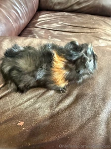 New pigs part 4