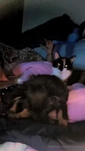 I m back got a puppy and kitty now