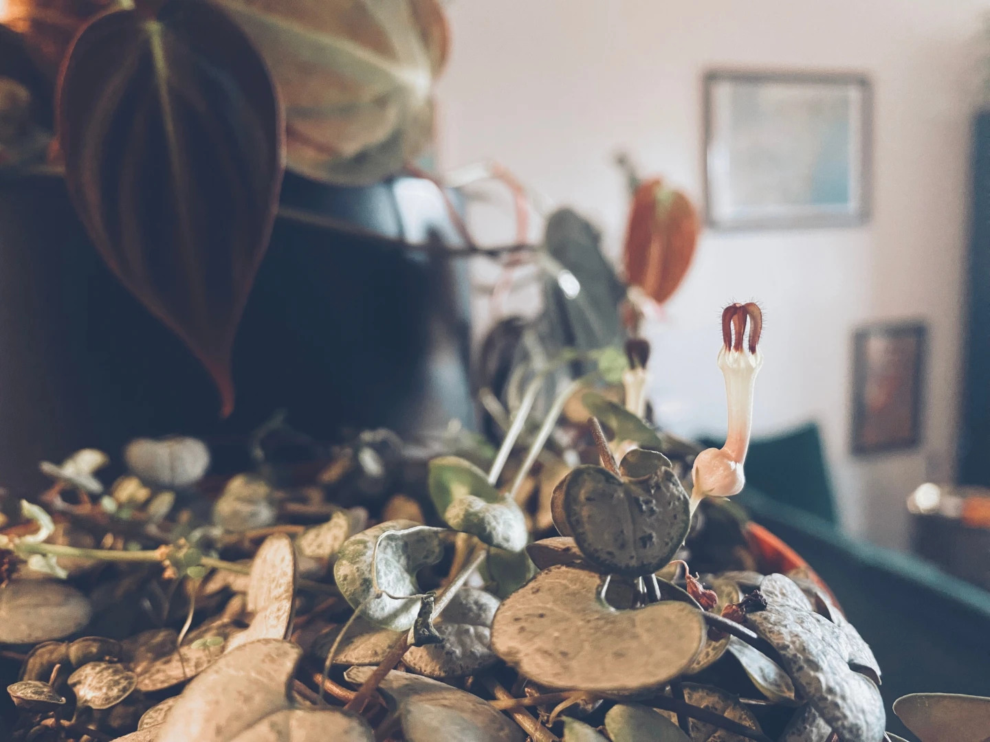 I love when the string of hearts grow these tiny dicks reminds me of part 1 