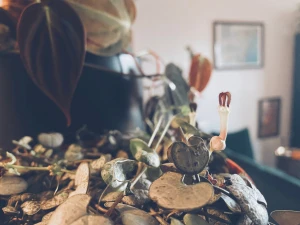 I love when the string of hearts grow these tiny dicks reminds me of part 1