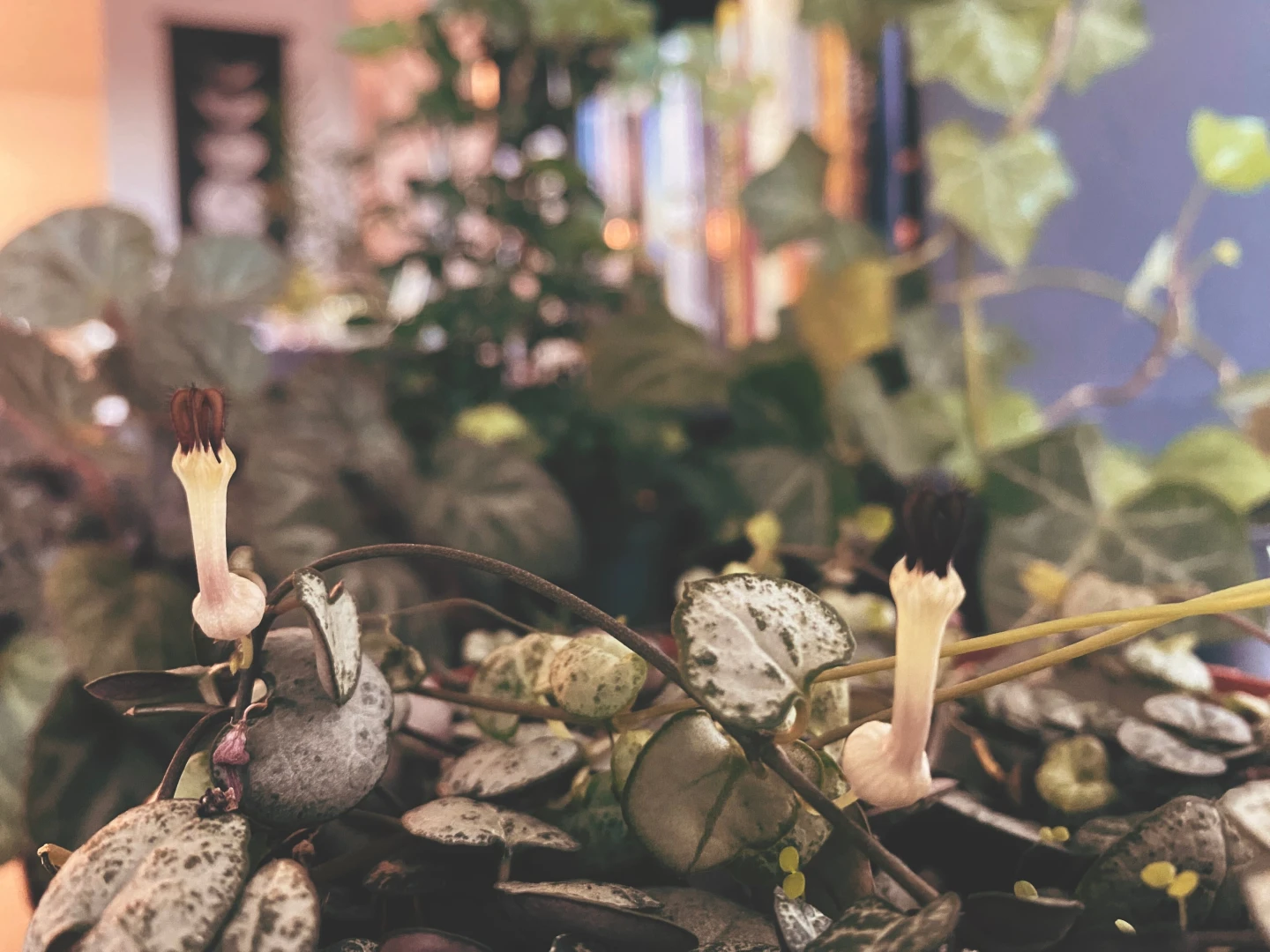 I love when the string of hearts grow these tiny dicks reminds me of 