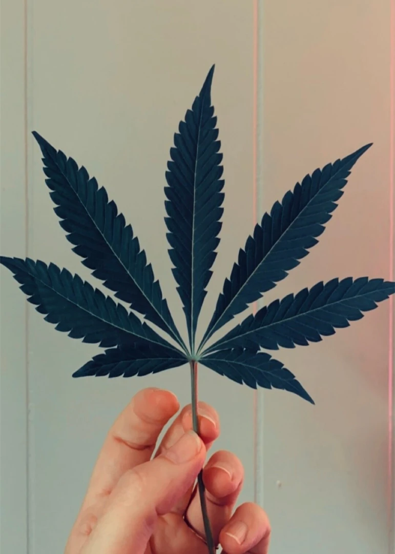 Happy holidaze to those who celebrate also look at the sexiest leaf 