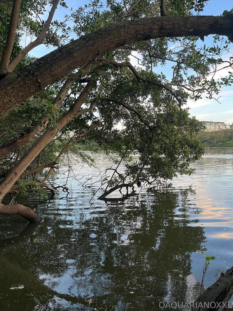 Pt pr ximo video en next video 