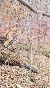 Blackriggers pocriggers blackropekittens blackburlesque imdatrigga