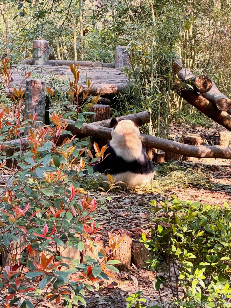 Chengdu china march 3 and 26 2025 a short preface it so happened that part 6 