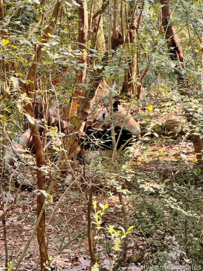 Chengdu china march 3 and 26 2025 a short preface it so happened that part 58 