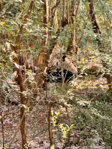 Chengdu china march 3 and 26 2025 a short preface it so happened that part 58