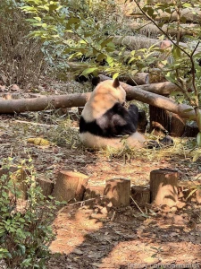 Chengdu china march 3 and 26 2025 a short preface it so happened that part 47