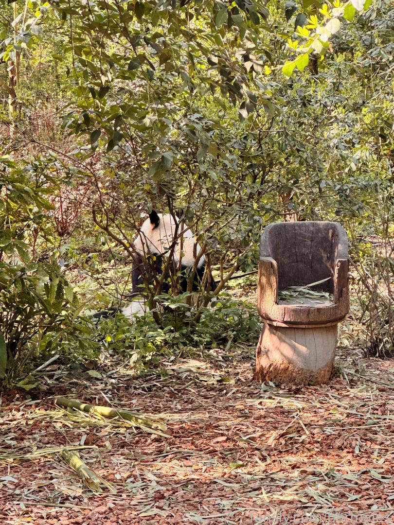 Chengdu china march 3 and 26 2025 a short preface it so happened that part 1 