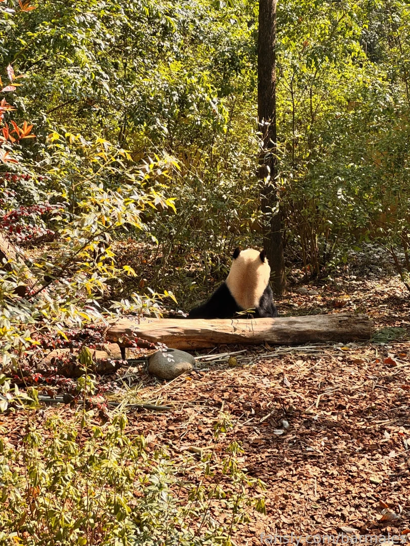 Chengdu china march 3 and 26 2025 a short preface it so happened that part 65 