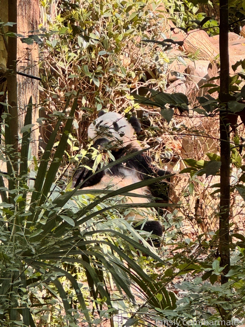 Chengdu china march 3 and 26 2025 a short preface it so happened that part 8 