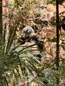 Chengdu china march 3 and 26 2025 a short preface it so happened that part 55