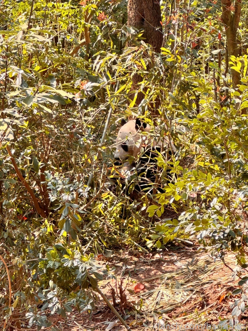 Chengdu china march 3 and 26 2025 a short preface it so happened that part 9 