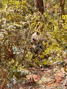 Chengdu china march 3 and 26 2025 a short preface it so happened that part 9