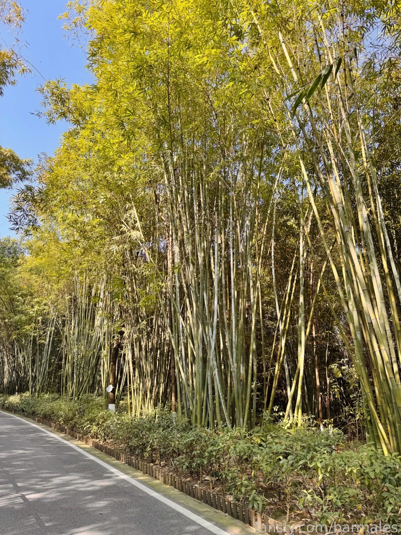 Chengdu china march 3 and 26 2025 a short preface it so happened that part 35 