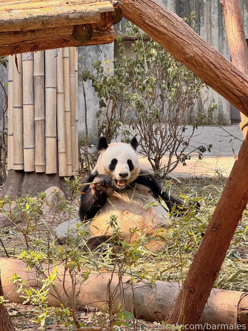 Chengdu china march 3 and 26 2025 a short preface it so happened that part 10 