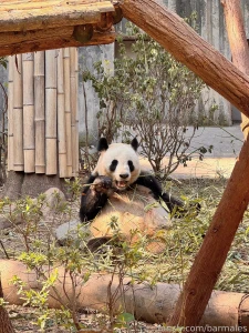 Chengdu china march 3 and 26 2025 a short preface it so happened that part 10