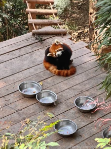 Chengdu china march 3 and 26 2025 a short preface it so happened that part 40