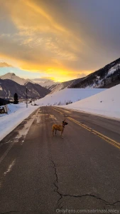 This is zelda she s mostly a bully breed mix with a splash of husky part 1