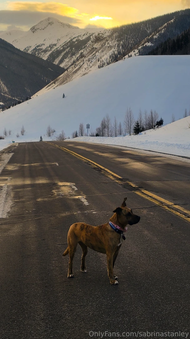 This is zelda she s mostly a bully breed mix with a splash of husky part 2 