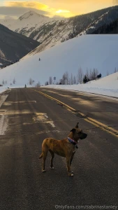 This is zelda she s mostly a bully breed mix with a splash of husky part 2