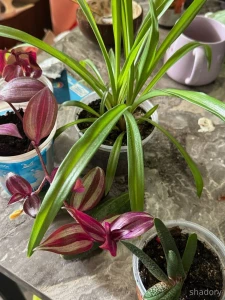 Hewoo i haven t talked about greening my apartment for a long time - i