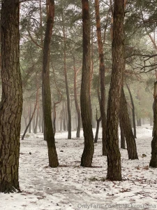 There wasn t much snow this year but every winter day was special i