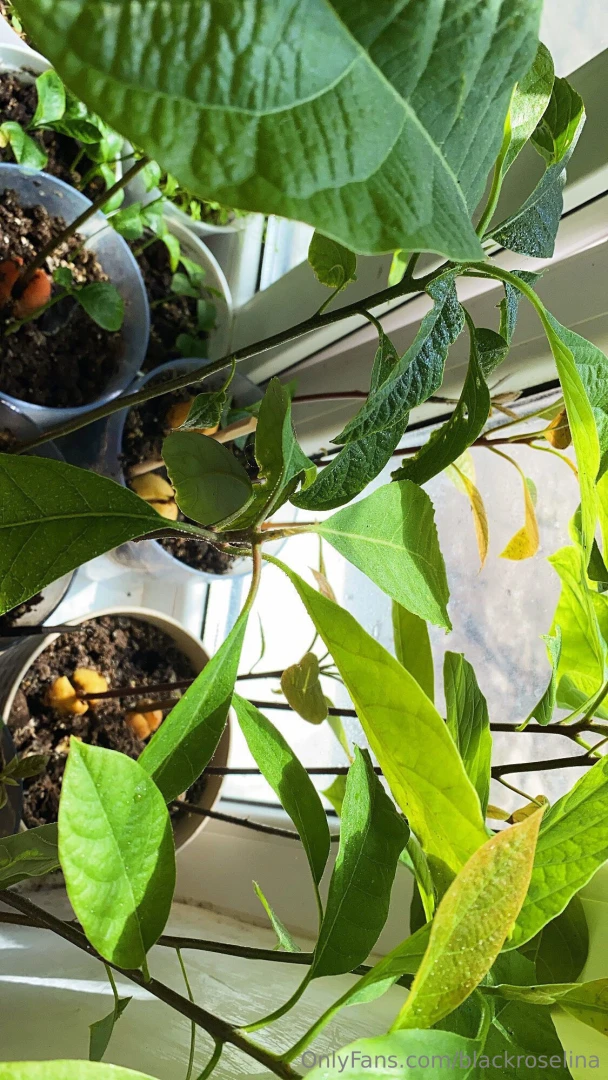 My houseplants are my little green universe i love taking care of them 