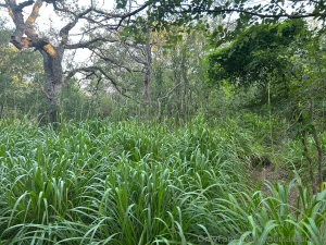 Checking out a new jungle spot part 2